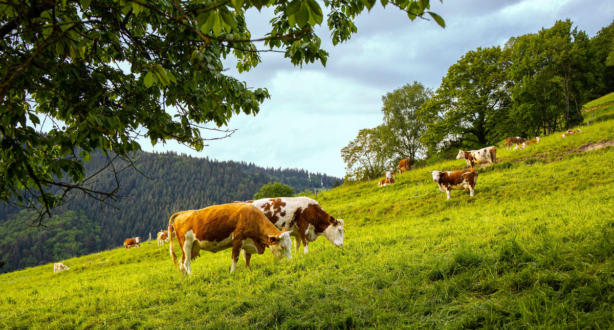 Hinterwälder-Rind