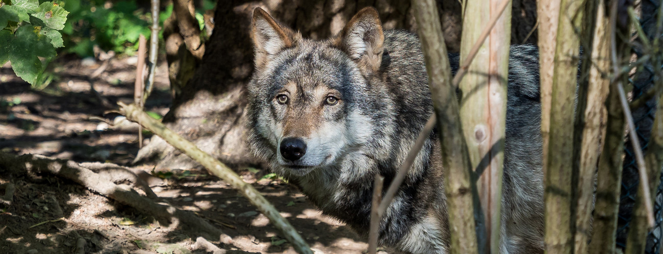 Europäischer Wolf - Canis lupus lupus Europäischer Wolf - Canis lupus lupus